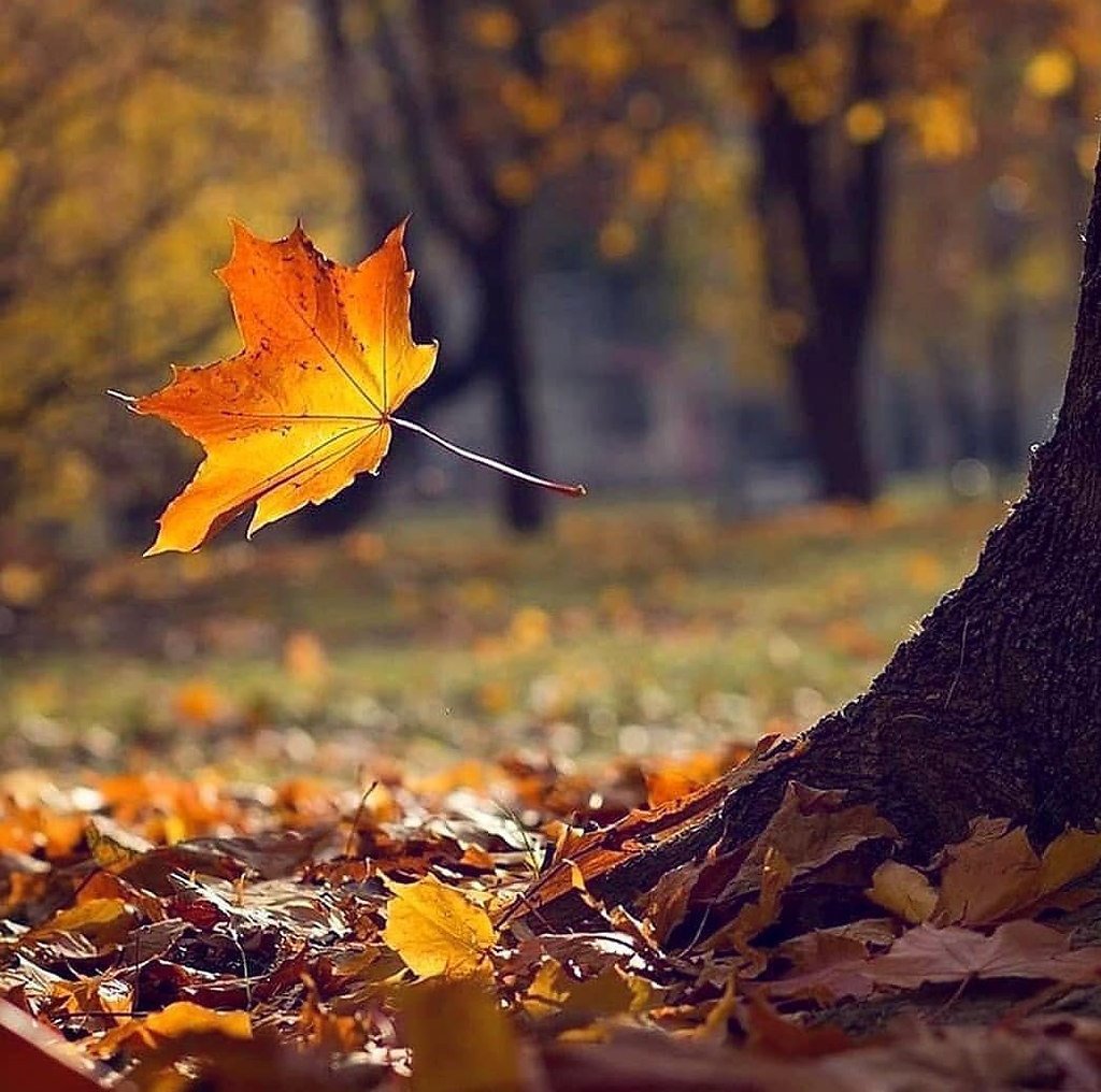 Осенний замечать. Осенний листопад. Падающие листья. Осень листопад. Осенняя листва.